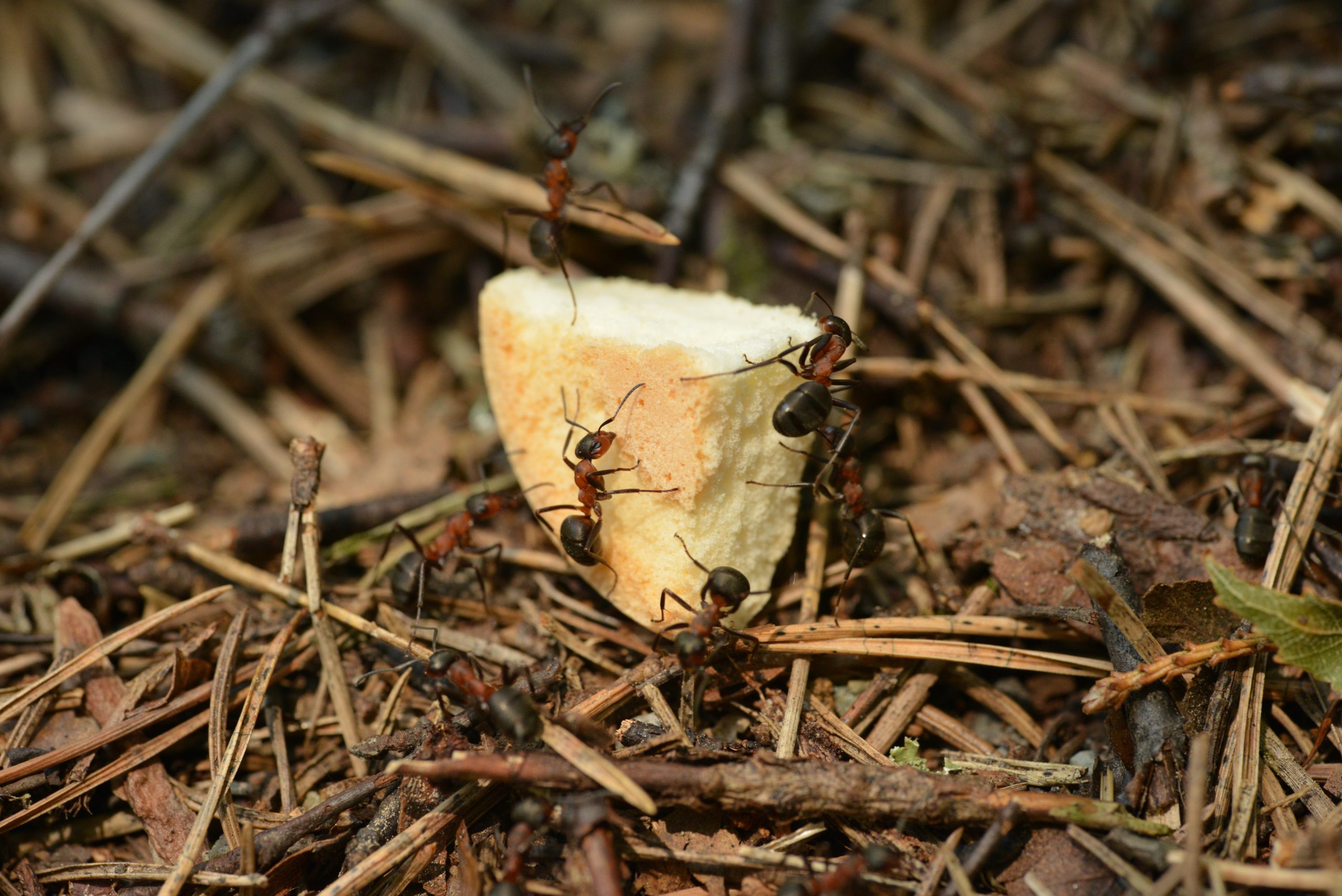 Hormigas recolectando residuos orgánicos