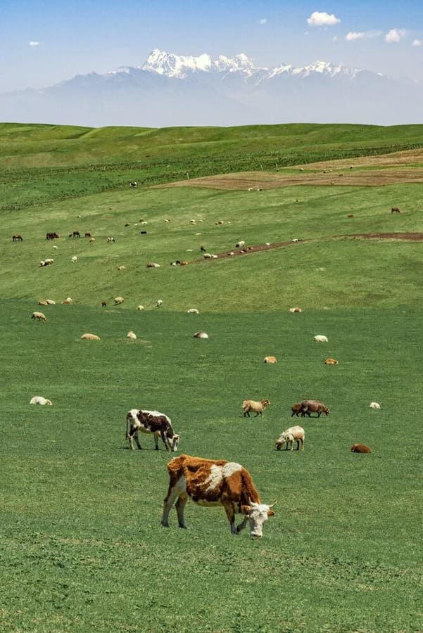 Cows on a hill